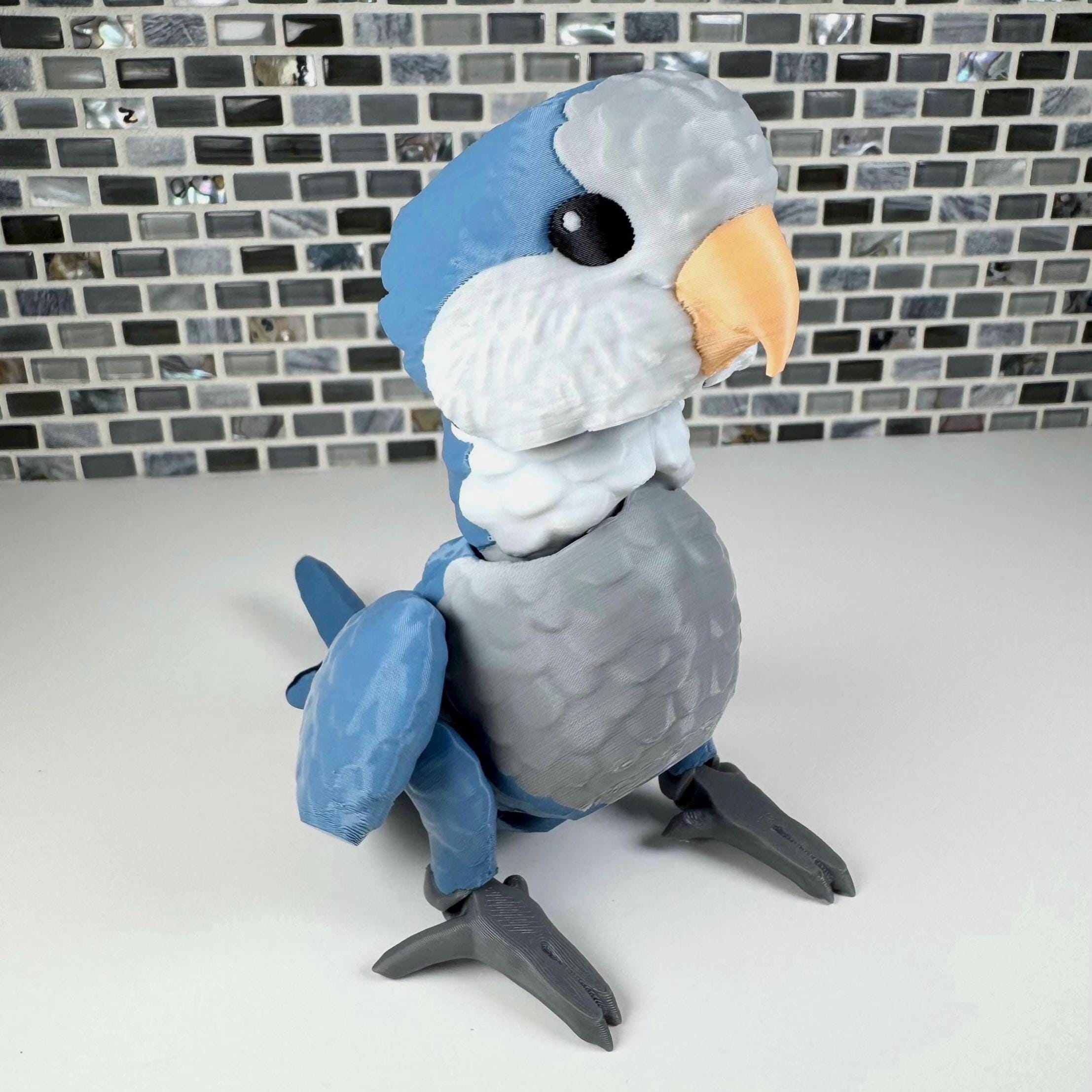 Quaker Parrot, Monk Parakeet