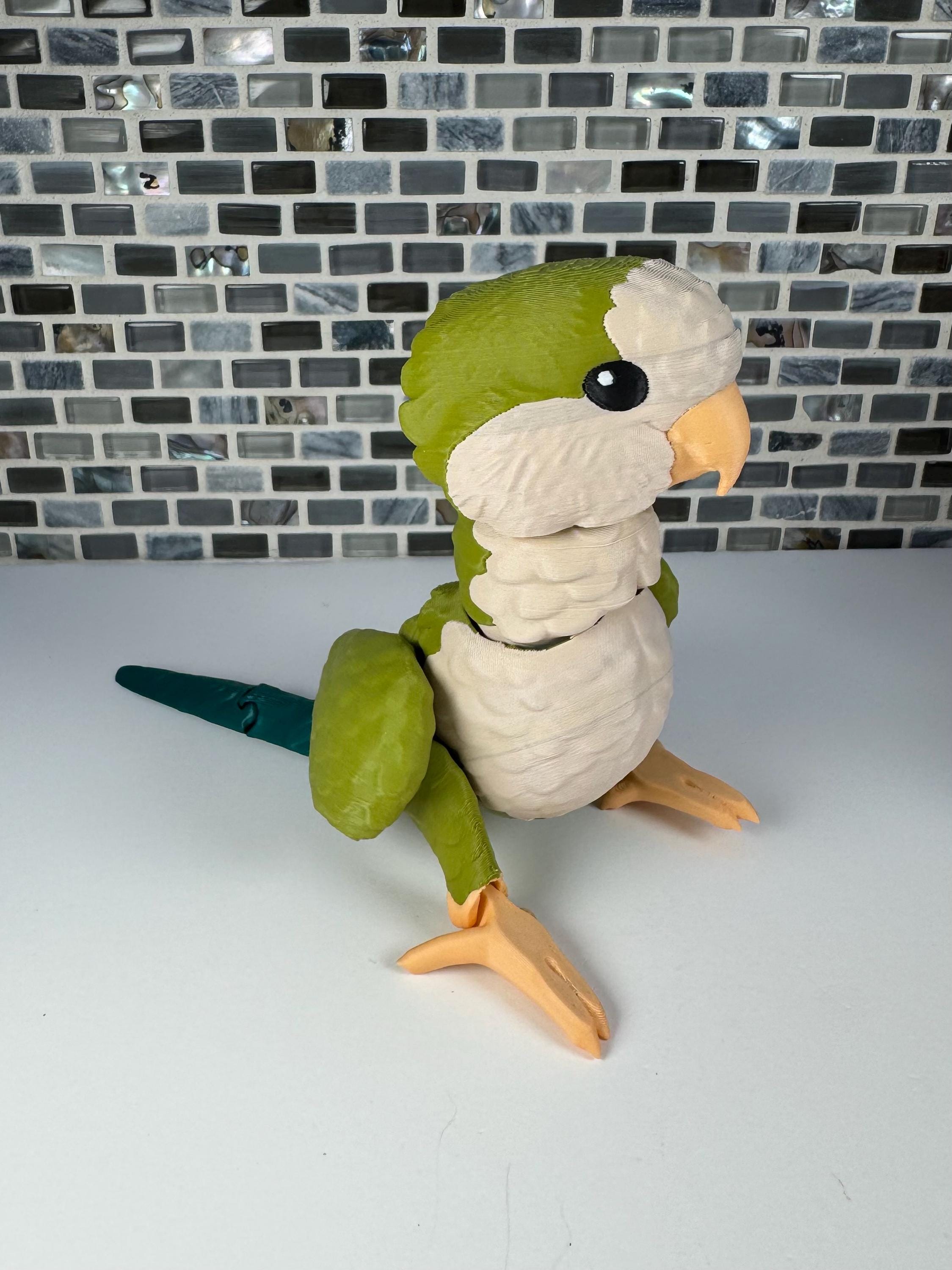 Quaker Parrot, Monk Parakeet