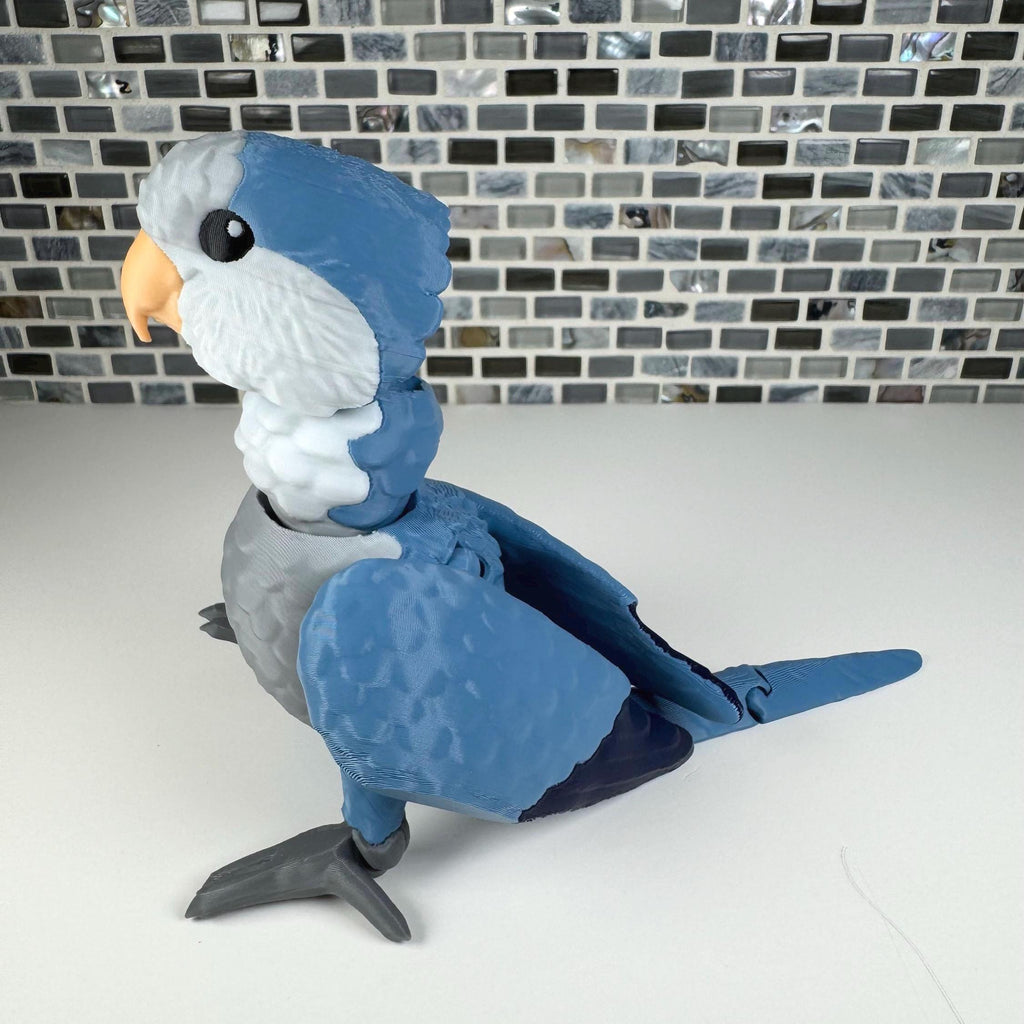 Quaker Parrot, Monk Parakeet