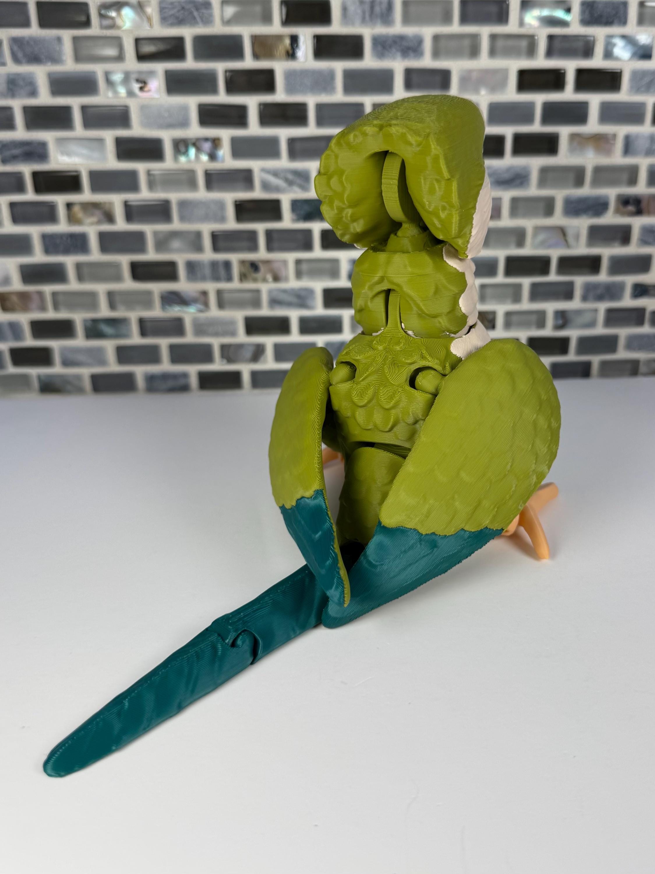 Quaker Parrot, Monk Parakeet